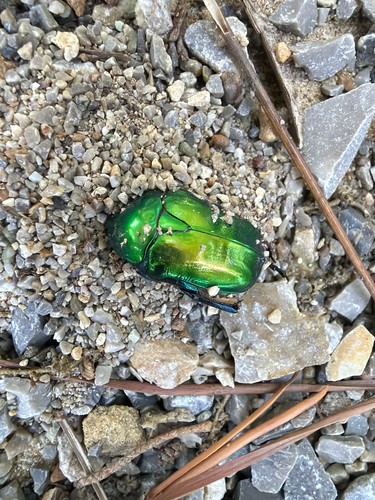 Protaetia affinis