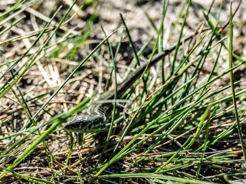 Sand Lizard