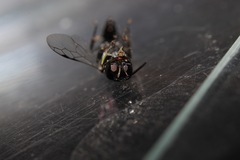 Crossocerus elongatulus