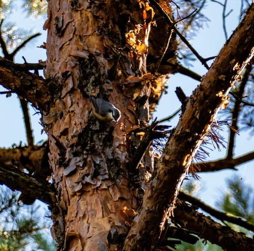 Eurasian Nuthatch