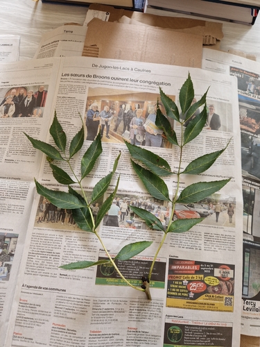 European ash