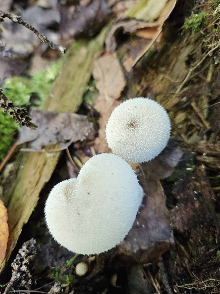 common puffball · September 2026 · photo: Photo: no rights reserved · iNaturalist