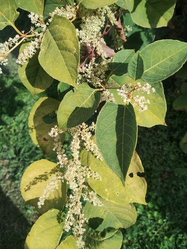 Japanese knotweed