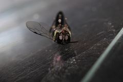 Crossocerus elongatulus