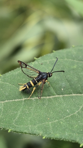 Synanthedon caucasica