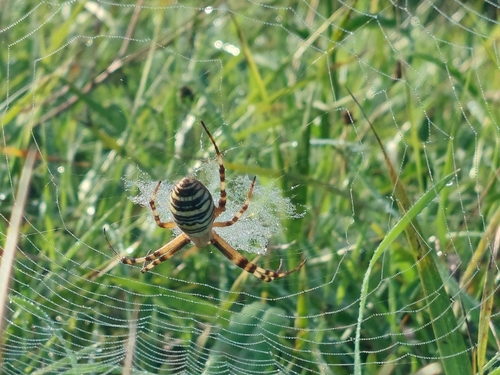 Wasp Spider