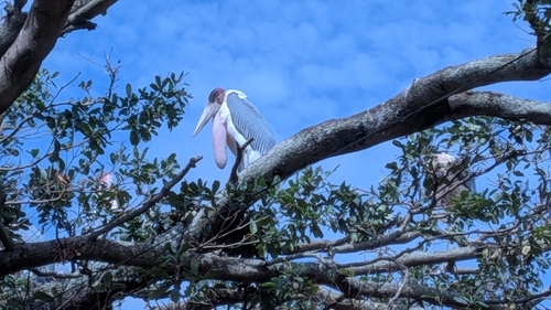 Marabou Stork