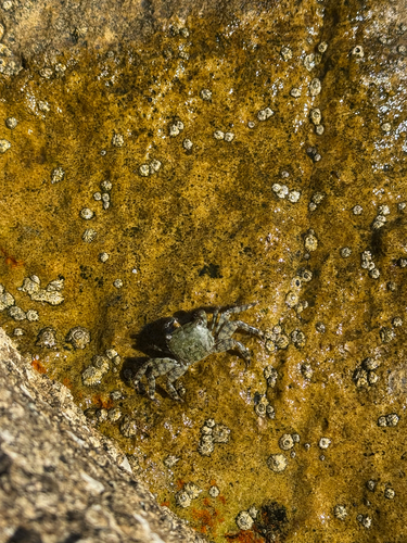 Marbled Crab
