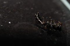 Crossocerus elongatulus