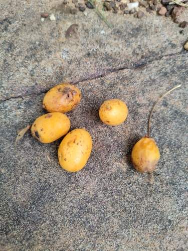 yellow mombin