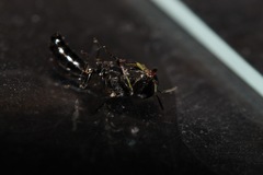 Crossocerus elongatulus