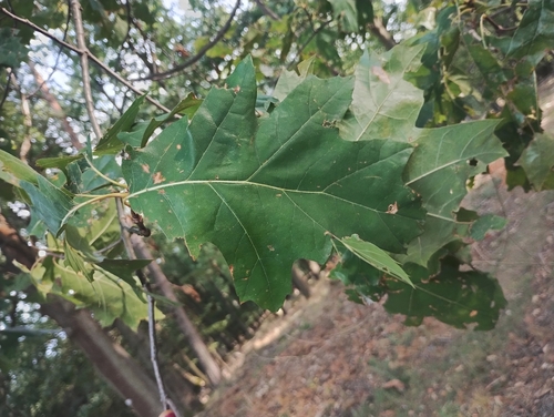 northern red oak