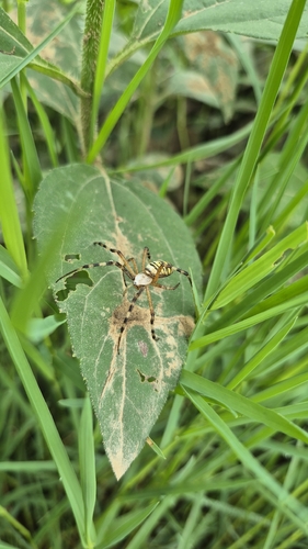 Wasp Spider