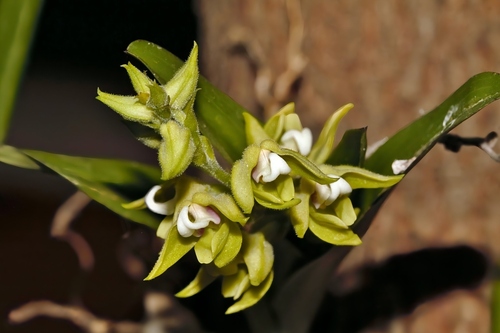 Hairy Snout Orchid