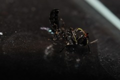 Crossocerus elongatulus