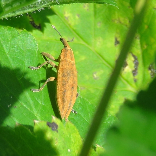 Lixus iridis