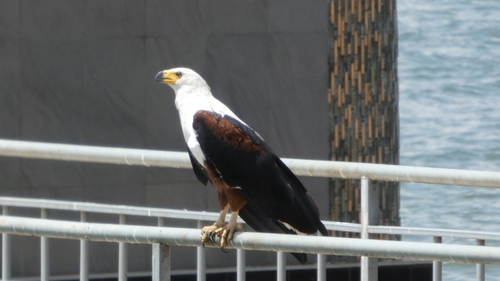 African Fish-Eagle