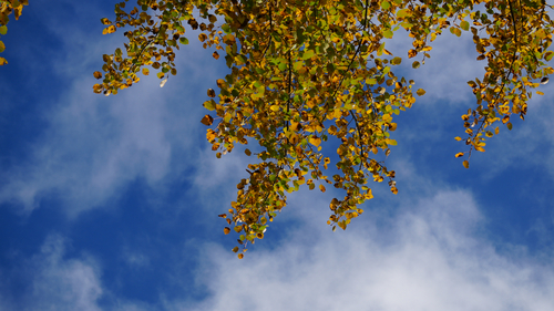 European aspen