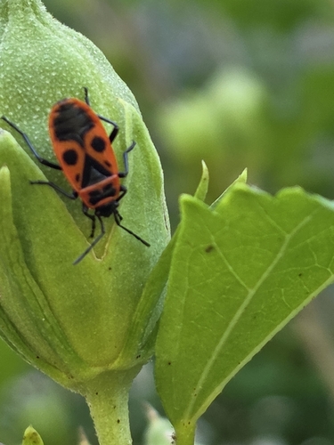 European Firebug