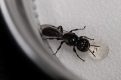 Crossocerus elongatulus