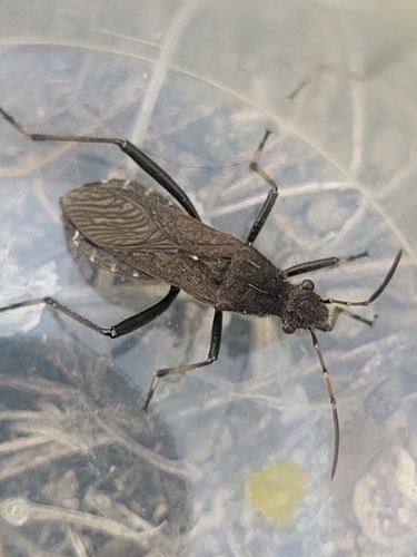 ant bug