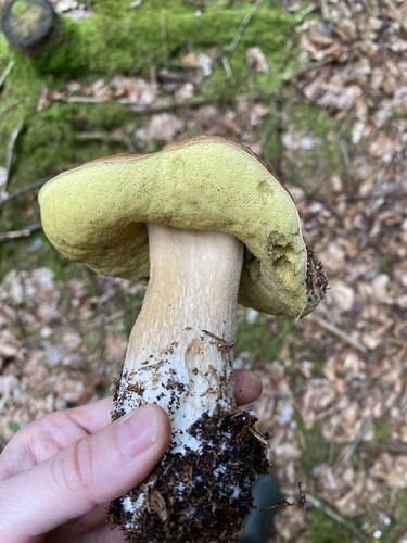 King Bolete