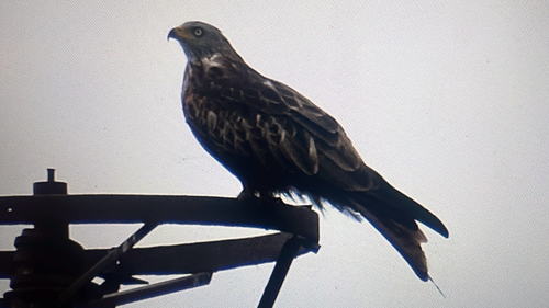 Red Kite