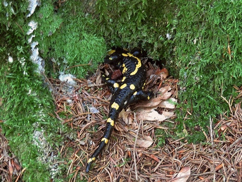 Fire Salamander