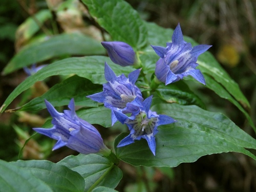 willow gentian