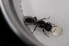 Crossocerus elongatulus