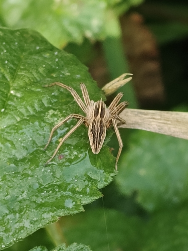 European Nursery Web spider