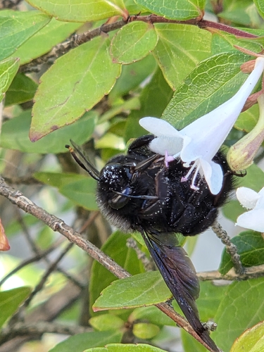 Violet Carpenter Bee