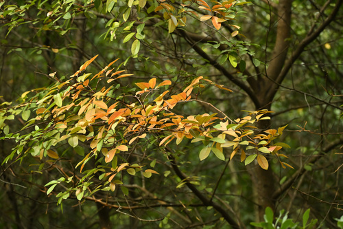 Xylocarpus moluccensis observed 2026-09-04