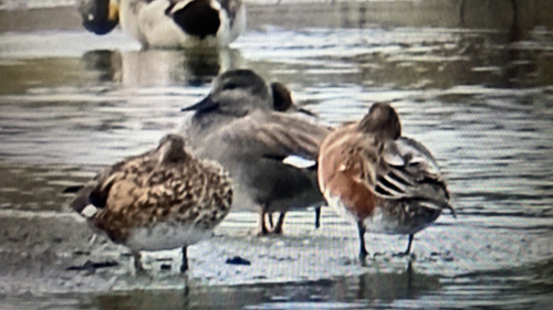 Gadwall