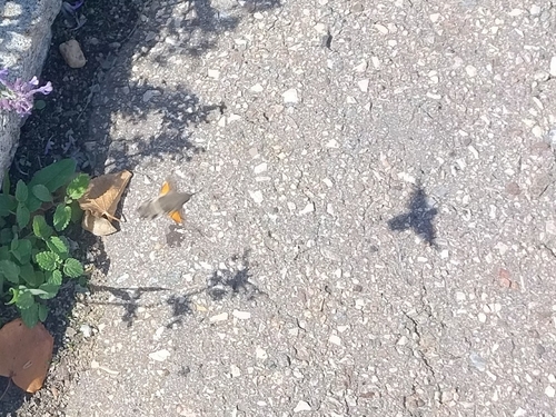 Eurasian Hummingbird Hawkmoth