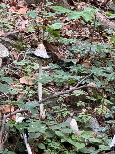 Shaggy Mane
