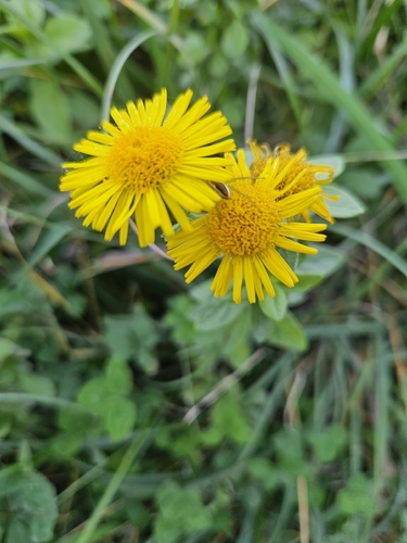 Common Fleabane
