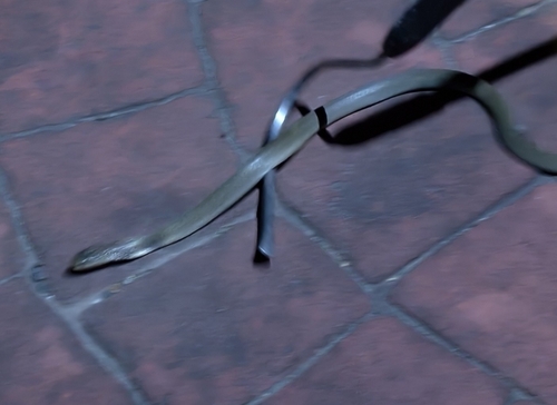 Chinese Cobra
