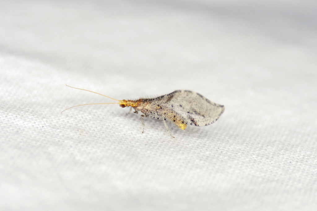 Lomamyia occidentalis