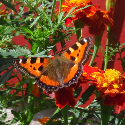 Small Tortoiseshell