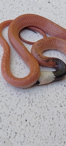 Black False Boa