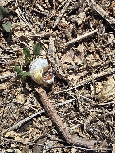 Garden Snail