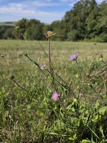 Field Scabious