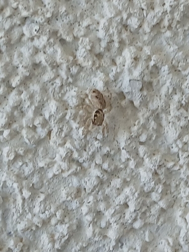Salticus mutabilis