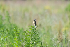 Motacilla flava cinereocapilla