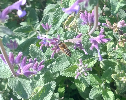 Western Honey Bee