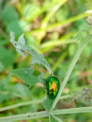 Mint Leaf beetle