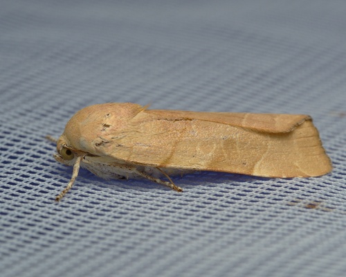 Broad-bordered Yellow Underwing
