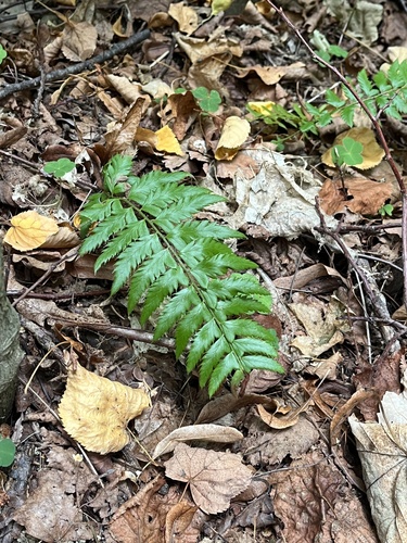 hard shield fern