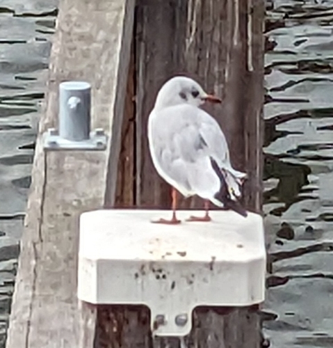 Black-headed Gull